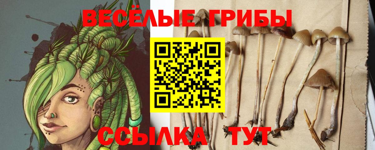 Галлюциногенные грибы Psilocybe  Вход с VPN  Луга 